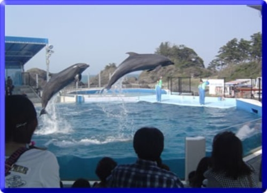 イルカやペンギンが待っています！【越前松島水族館】入場券付プラン！朝食無料